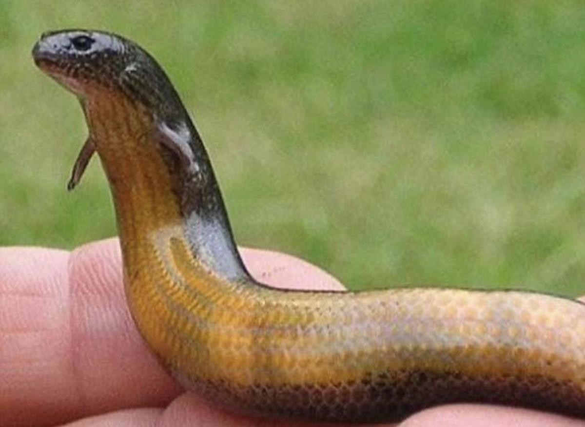 змея с желтым кончиком хвоста фото название